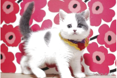 成約済の東京都のスコティッシュフォールド-115051の4枚目